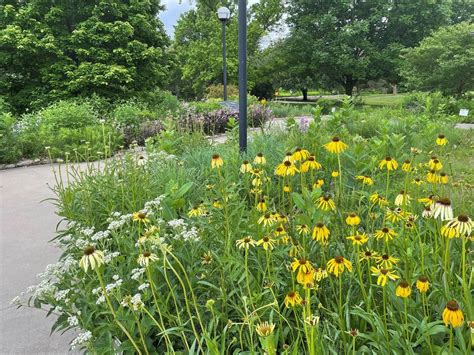 06232021 Pollinator Week Partner Spotlight Dyck Arboretum Of The Plains