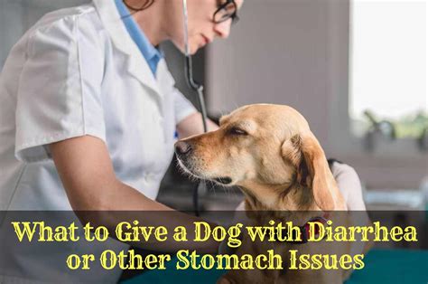 What To Give A Diabetic Dog With Diarrhea Diabeteswalls