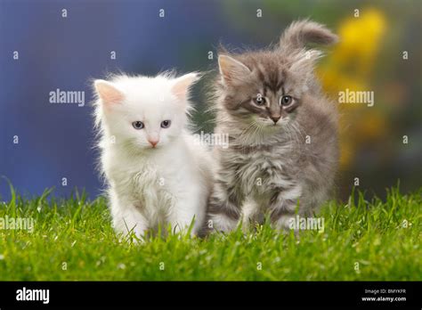 Siberian Forest Cats Kittens 7 Weeks White And Blue Silver Tabby Siberian Cat Siberia