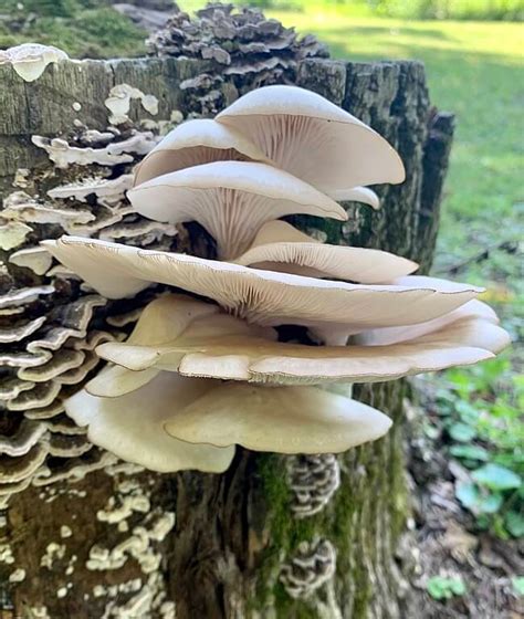 The 7 Most Common Edible Mushrooms In Michigan Foragingguru