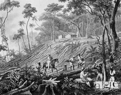 The History Of Deforestation The Past And Origins Climate Transform