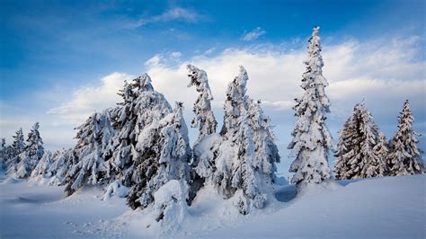 Norway Fir Trees Covered With Snow With Background Of Blue