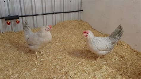 Rare Chickens Dc Heritage Poultry Chickens Heritage Breeds Rare