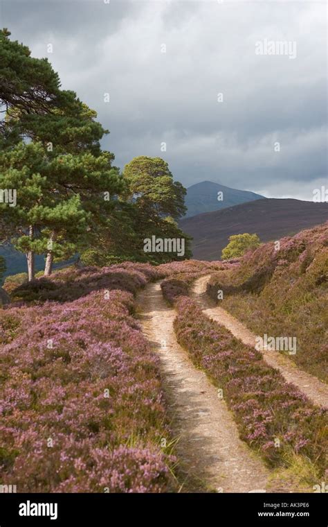 Scottish Purple Heather Moors And Caledonian Pine Trees Mar Lodge