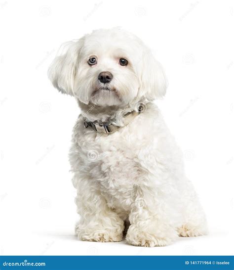 Maltese Dog Sitting In Front Of White Background Stock Photo Image Of