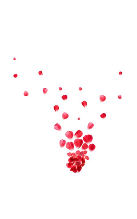 Falling Rose Petals Background PNG PNG, SVG Clip art for Web - Download