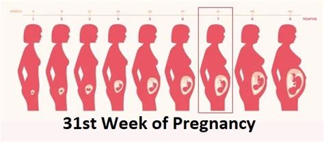 31st Week Of Pregnancy The Coconut Baby Credihealth