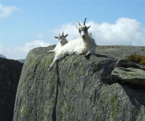 20 Mountain Goats Who Never Heard The Word Fear