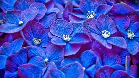 Purple And Blue Flowers Background