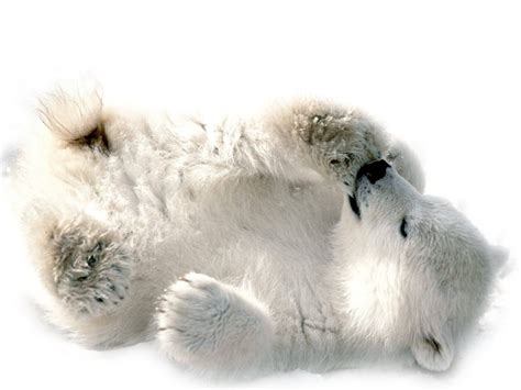 Polar Bear Png Transparent Image Png Mart