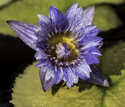 Purple Lotus Flower In Bloom On A Lily Image Free Stock Photo