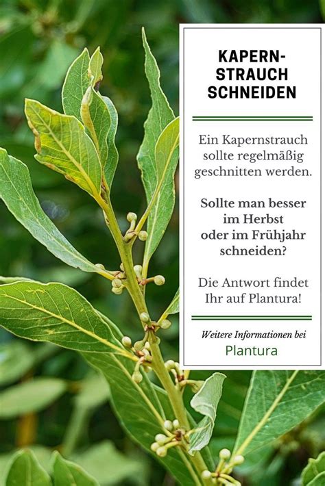 Schneide die thuja deshalb nur, wenn es einige tage lang keinen niederschlag mehr gegeben hat. Wann Kann Man Hecke Schneiden