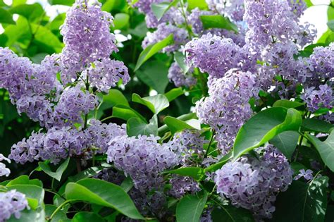 10 Best Fragrant Shrubs To Grow In Your Yard In 2020 Purple Flowering