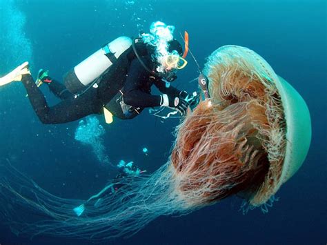 Самая большая в мире медуза 24СМИ