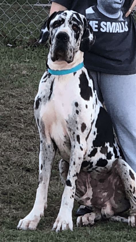 Find great danes for sale on oodle classifieds. Great Dane Puppies For Sale | Willis, TX #308908 | Petzlover
