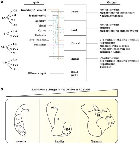 AC of tetrapods. (A) The interconnections (left panel) and summary of