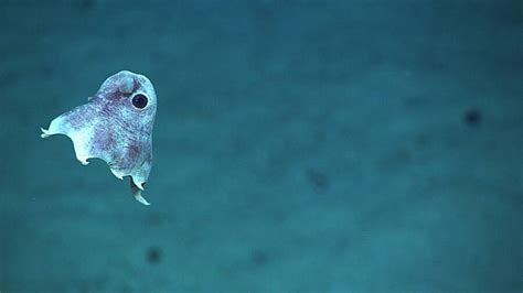 Meet The Dumbo Octopus The Deep Sea Creature With Elephant Ears