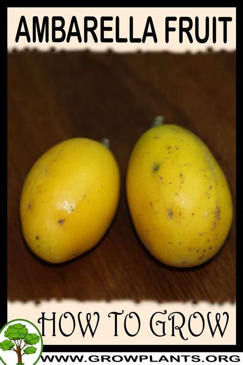 Most apple trees are propagated by grafting. Ambarella fruit - How to grow & care