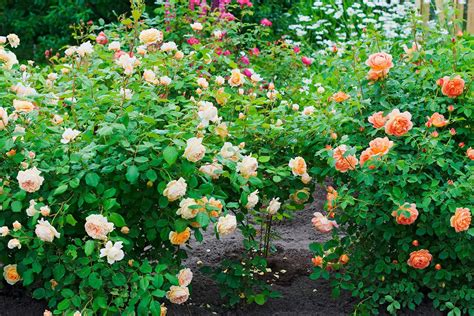 Four Tips For Getting Your Roses To Bloom More Profusely Planting