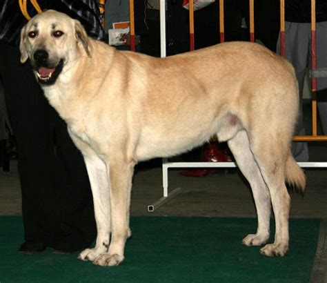 Central Anatolian Shepherd Dog Breed Information Images