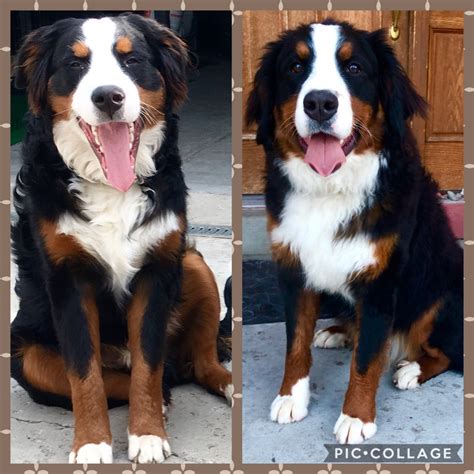 2 males, 1 female remaining. Bernese Mountain Dog Puppies For Sale | Ogden, UT #274506