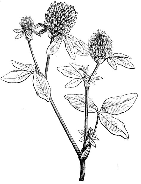 See more ideas about plant drawing, flower drawing, drawings. Red Clover