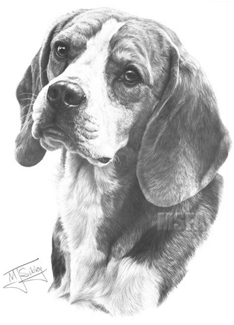 Beagle Fine Art Dog Print By Mike Sibley