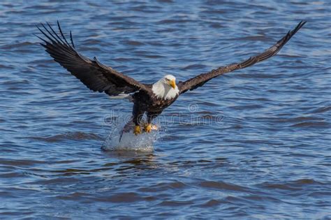 Closeup Shot Of A Bald Eagle Flying Over The Water And Trying To Catch