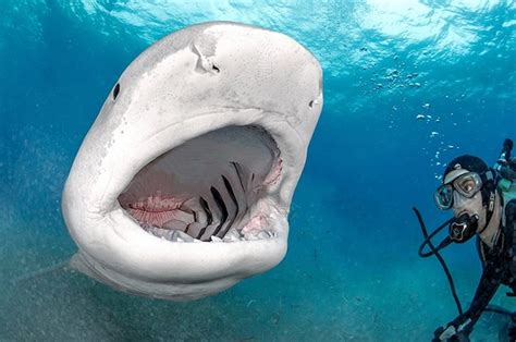 Tiger Beach Sharks Featured In Stunning Bite Anatomy Photos Pete