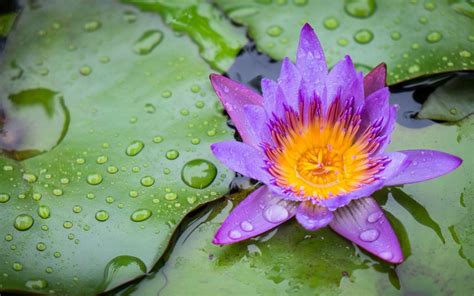 59 Lily Pad Wallpaper On Wallpapersafari