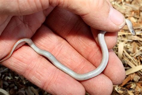 Black and white snake is an online skill game that we hand picked for lagged.com. Smith's Black-headed Snake - Tantilla hobartsmithi