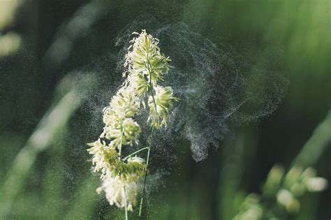 Pollen Allergy Causes Symptoms And Treatment Acaai Public Website