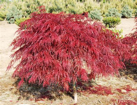 Crimson Queen Japanese Maple Fort Wayne Trees