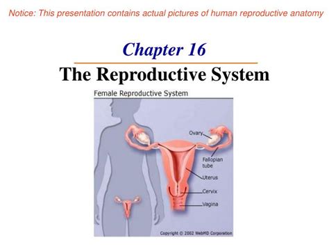 Ppt Chapter The Reproductive System Powerpoint Presentation Free
