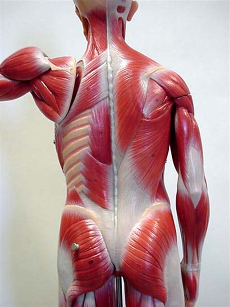 The superficial back muscles are the muscles found just under the skin. Back Muscles Anatomy Labeled : 11 best images about Muscles/Labeled on Pinterest ... : Usually ...