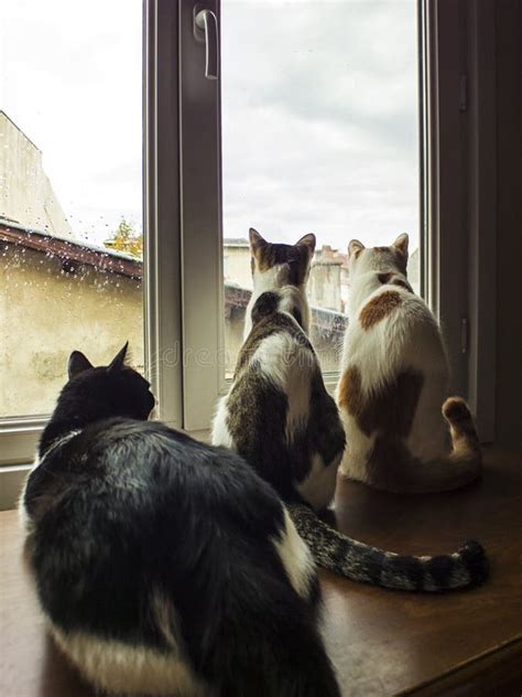 Three Cats Looking Out Of The Window Stock Image Image Of People