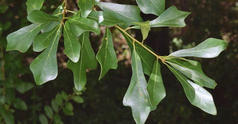 Water Oak Quercus Nigra