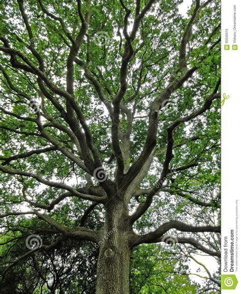 Oak Tree Stock Image Image Of Britain Tree Countryside 93540415