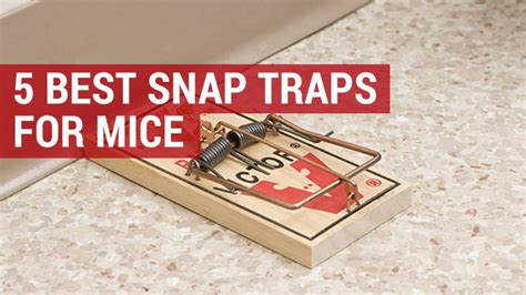 5 Best Mouse Snap Traps Reviewed And Where To Buy City Pests