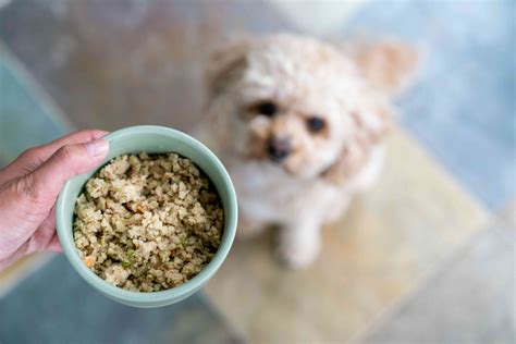 7 Natural Home Remedies For Itchy Dogs