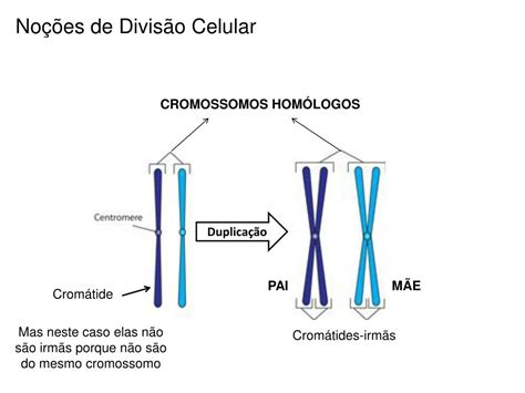Uma Célula Humana Portanto Com 46 Cromossomos