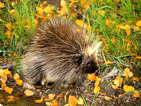 Porcupine In The Fall Nature Animals Wild Animals Porcupine Classic