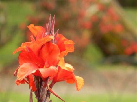 Making gifting quick & easy. Flowers Bogota Botanical Garden