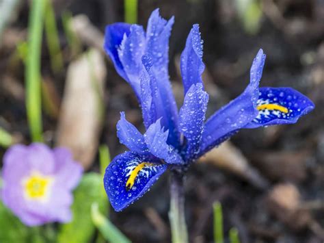 Val bourne / 16 september 2015. How to grow the winter-flowering iris - Saga