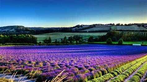 Lavender Flower Field World Beautiful Scenery Wallpaper