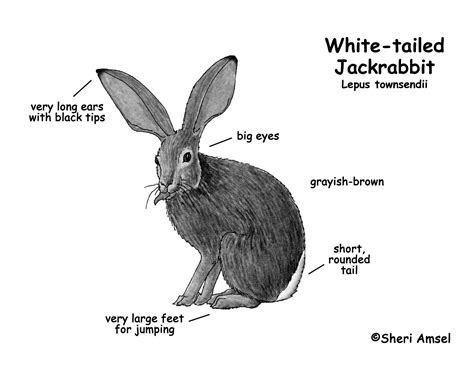 Here's how tapers function and ways labels can work with your bottle's shape instead of against it. Jackrabbit (White-tailed)