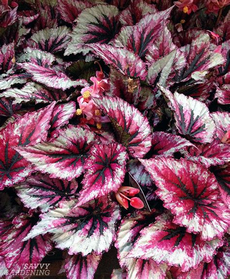 Shade Loving Rex Begonias That Will Steal The Show