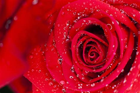 Rosa Blume Blumen Kostenloses Foto Auf Pixabay Pixabay