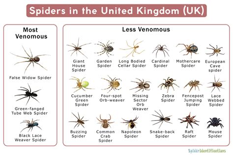 Types Of Spiders In The Uk List With Pictures
