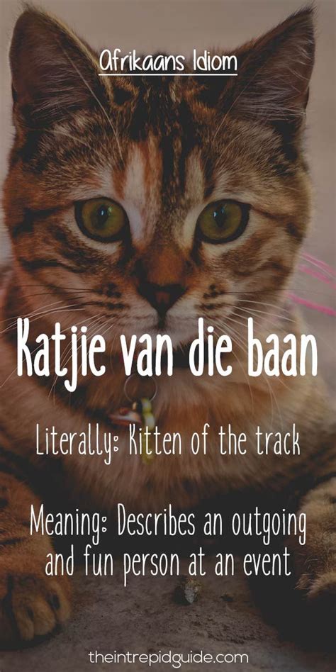 25 Hilarious Afrikaans Idioms That Should Exist In English Afrikaans